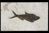 Fossil Fish (Diplomystus) - Green River Formation - Inch Layer #144213-3